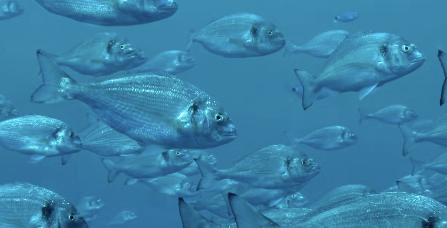 Los peces van al gimnasio: cómo mejorar el bienestar y la calidad de las especies de acuicultura